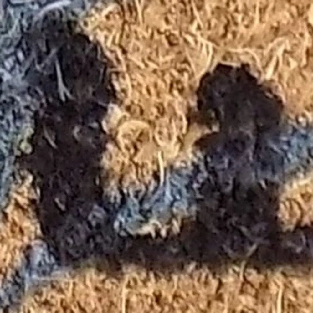 18" X 30" Brown and Black Coir Cat Welcome Outdoor Door Mat - NOBLE HOME INTERIORS