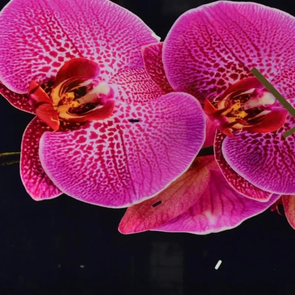 24" Pink Black And Gold Solid Wood and Acrylic Silent Orchids Floral Wall Clock HomeRoots