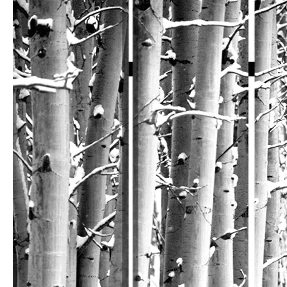 48" X 72" Gray And White Wood Canvas Birch Screen - NOBLE HOME INTERIORS