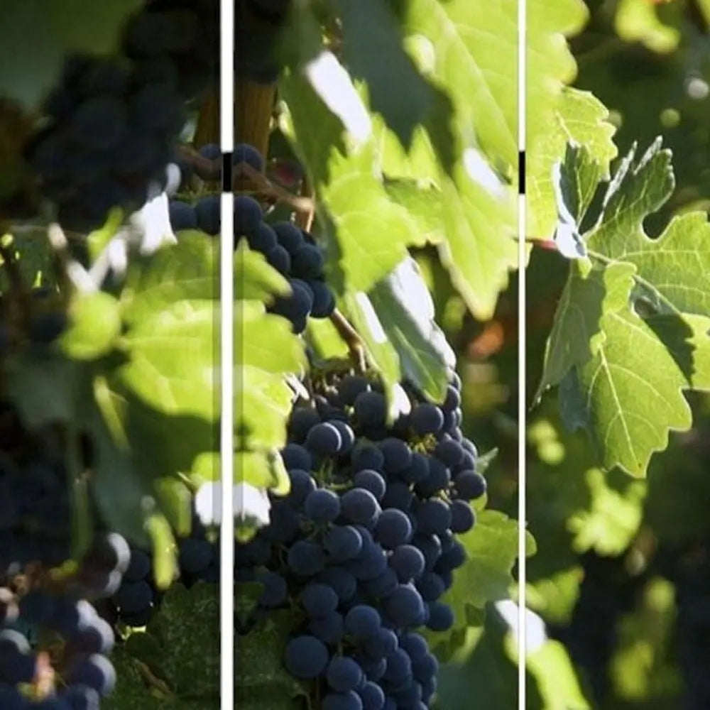 48" X 72" Multi Color Wood Canvas Wine Country Screen - NOBLE HOME INTERIORS