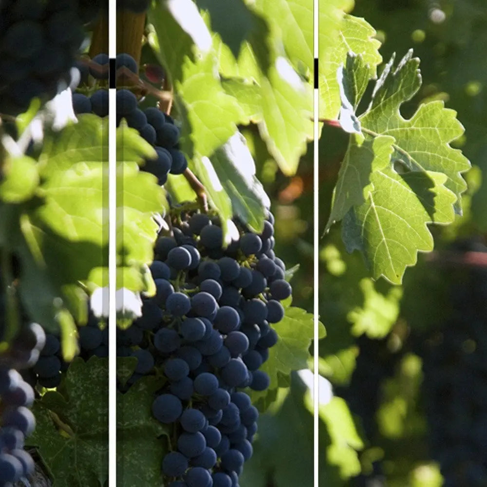 48" X 72" Multi Color Wood Canvas Wine Country Screen - NOBLE HOME INTERIORS