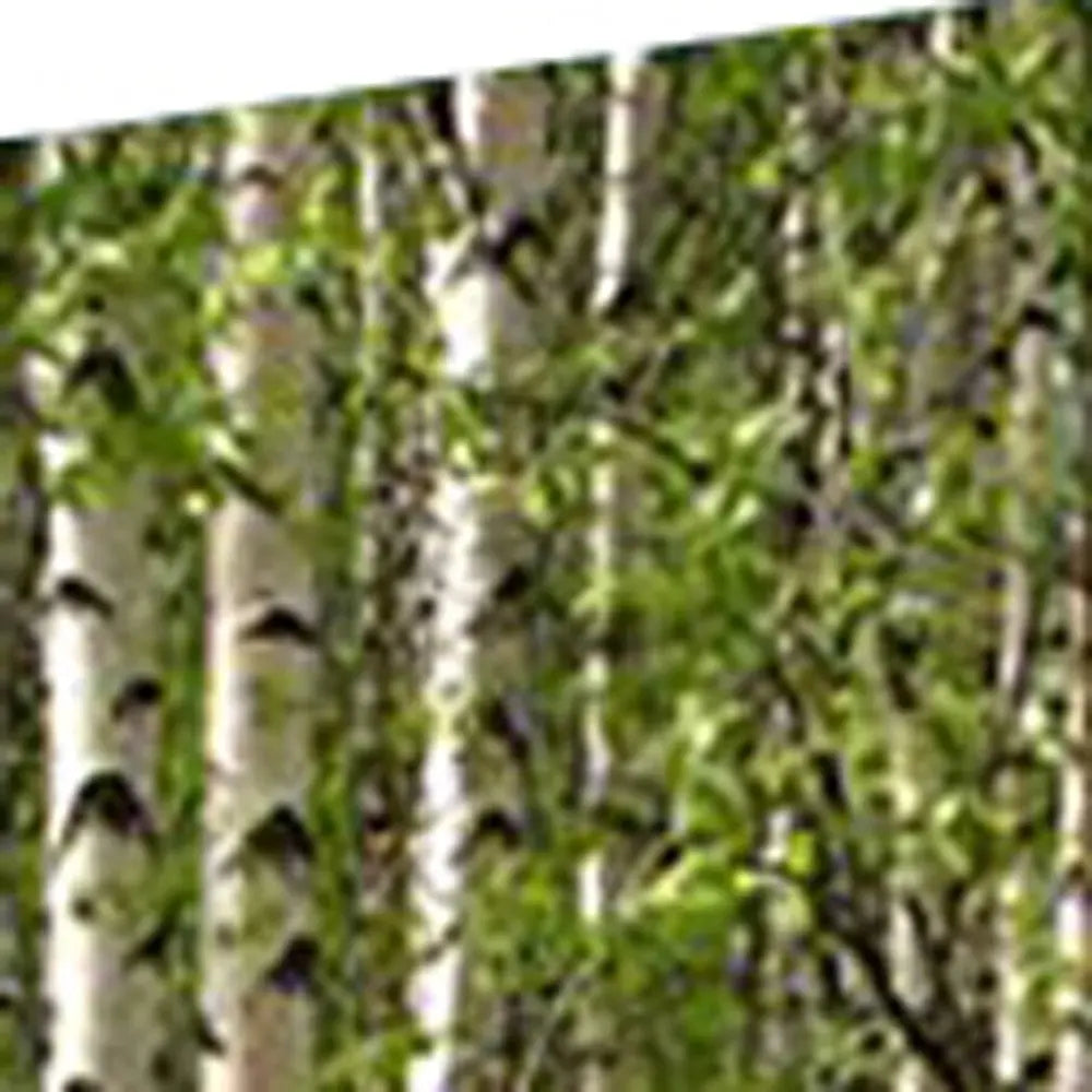 84" X 84" Multi Color Wood Canvas Prolific Forrest Screen - NOBLE HOME INTERIORS
